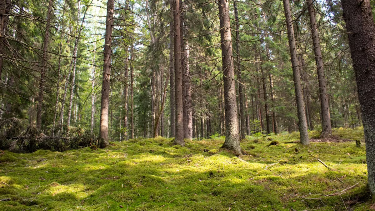 Kuidas alustada tervislikku eluviisi