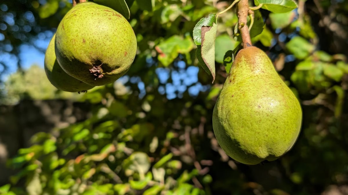 Pere tervise edendamine kodus